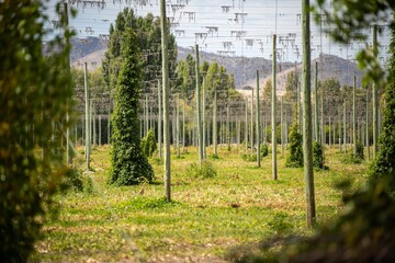 hops crop growing in a field on a farm in australia. beer hops plant harvest for brewing. vines growing up wire cable trellis for fruit and flower growth
