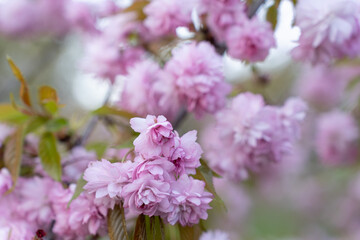 Prunus serrulata Kanzan,. Prunus lannesiana Kanzan, Cerasus Sato-zakura Kwanzan or Sekiyama, Japanese, flowering cherry cultivar with pink flowers on branch