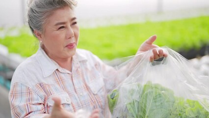 Asian senior woman gardener handed organic lettuce vegetable in plastic bag to delivery man at hydroponic system greenhouse garden. Small business salad farm owner and healthy food delivery concept. - Powered by Adobe
