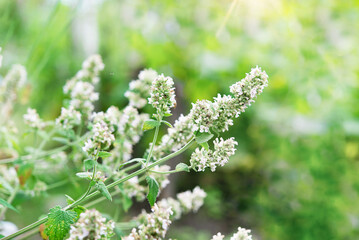 Lemon balm flowers in garden. Shrub of fresh green mint outdoors. Melissa foliage in nature mint leaves and flowers on blurred background