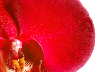 Beautiful red orchid flower banner with copy space isolated on transparent background, png