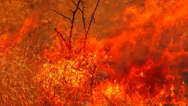Raging wildfire engulfs dense forest. Spreading flames. Causing destruction. Posing danger to nature. Prompting emergency response. Raging forest fire and flames consuming trees