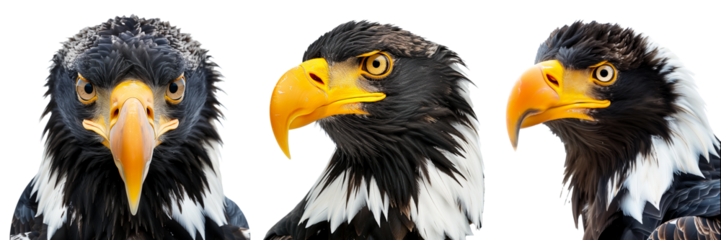 Steller's sea eagle (Haliaeetus pelagicus) isolated on a transparent background