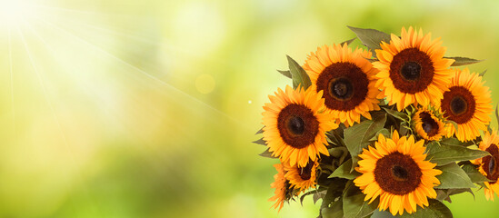Romantic sunflower field with sunbeams and large sunflower bouquet, panoramic format.