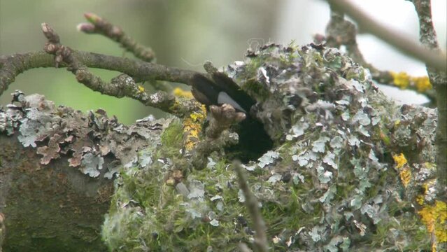 long tailed tit builds a nest in a tree