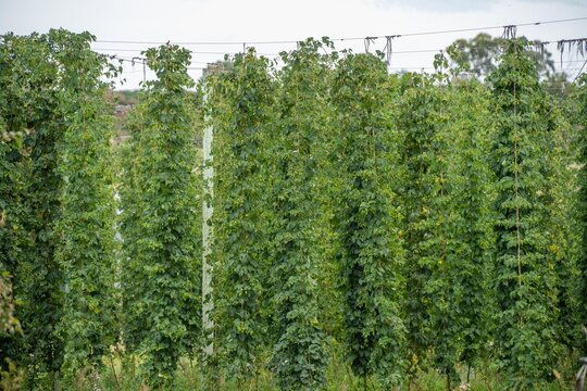 hops crop growing in a field on a farm in australia. beer hops plant harvest for brewing. vines growing up wire cable trellis for fruit and flower growth