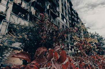 fresh natural flowers against the background of destroyed burnt houses in Ukraine