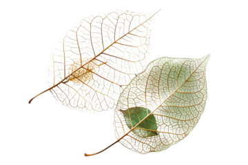 Leaf skeleton with veins and cells isolated on a transparent background