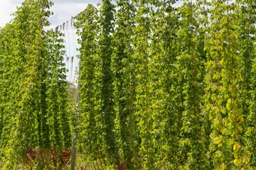hops crop growing in a field on a farm in australia. beer hops plant harvest for brewing. vines growing up wire cable trellis for fruit and flower growth - Powered by Adobe