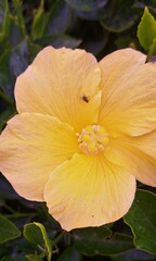 Fototapeta premium flower with water drops