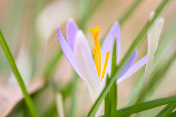 Fototapeta premium Single crocus flower delicately depicted in soft warm light. Spring flowers