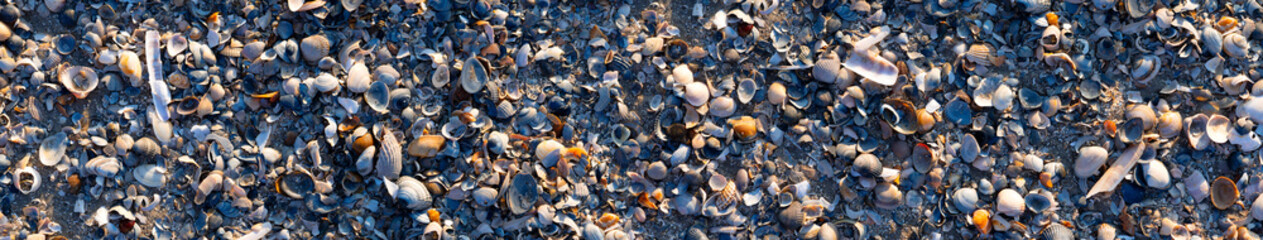 Panoramic beach background pattern with hundreds of colorful sea shells lying on the sand at low tide. Mussels, fragments of shells and sand in natural reserve and national park “Wattenmeer“ Germany. - obrazy, fototapety, plakaty