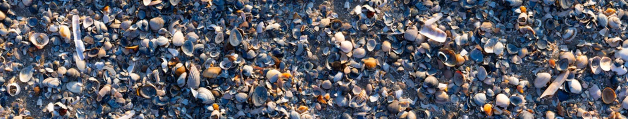Foto auf Acrylglas Panoramic beach background pattern with hundreds of colorful sea shells lying on the sand at low tide. Mussels, fragments of shells and sand in natural reserve and national park “Wattenmeer“ Germany. © ON-Photography