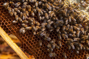 Working bees on the brown honeycomb with sweet honey..