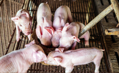week-old newborn piglets are scrambling to eat food in a pig farm