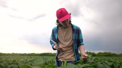farm worker walks through the field. farming business and irrigation concept. a farmer in red cap and blue shirt walks among the sprouts lifestyle of a plant he grew in his field, holding a tablet