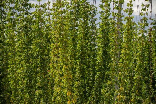 hops crop growing in a field on a farm in australia. beer hops plant harvest for brewing. vines growing up wire cable trellis for fruit and flower growth