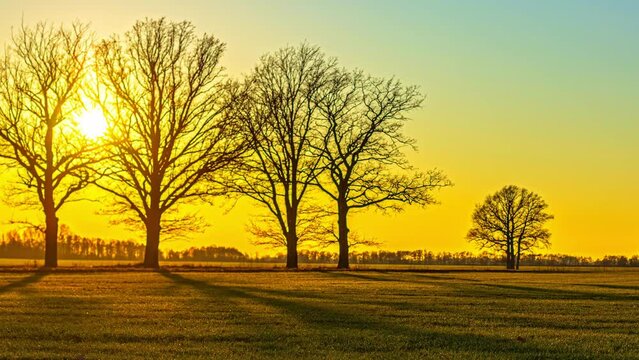 Stunning time lapse of beautiful sunset beyond silhouette of deciduous trees