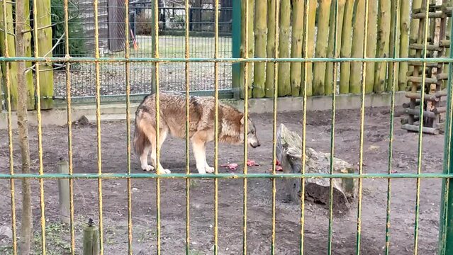 Wolf eats raw meat from the ground