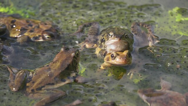 Male frog sits on a female in mating embrace while a third frog moves nearby, Rana temporaria. Steady shot.