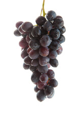 Bunch of organic black grapes isolated on white background.