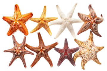 Various starfish isolated on a transparent background