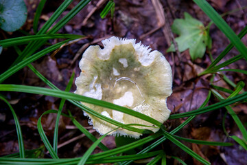 Russula virescens - mushroom commonly known as the green-cracking russula, the quilted green russula, or the green brittlegill mushroom.. - obrazy, fototapety, plakaty