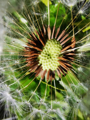flying seeds of the dandelion plant