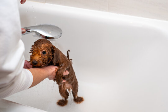 A purebred brown toy poodle puppy is bathed by her owner in a white bathtub. He is wet and wants to escape. love and care of pet.