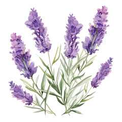 Lavender Clipart watercolor clipart isolated on white