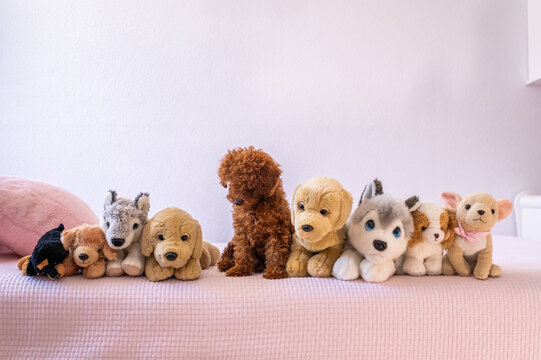 A very cute brown toy poodle puppy looks quizzically at the stuffed dogs around him. They are all on a pink bed in soft natural light.