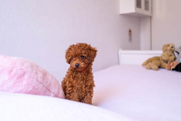 Portrait of brown toy poodle puppy on a light pink bed. soft natural light. In the background some out of focus stuffed dogs. Purebred dog with elegant bearing.