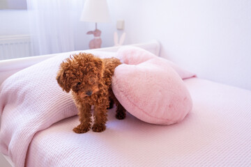 Cute brown toy poodle puppy poses on a pink bed in soft natural light. Light enters through a window and illuminates the scene. dog, pillow and stuffed heart.