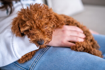 A purebred brown toy poodle puppy sleeps adorably on his owner's lap. A hand protects him and cares...