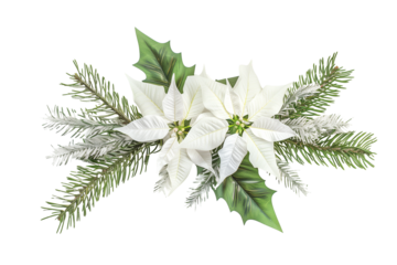 Watercolour flower arrangement isolated on transparent background. Winter white poinsettia for greeting cards and invitations
