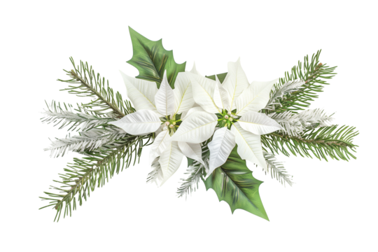 Watercolour flower arrangement isolated on transparent background. Winter white poinsettia for greeting cards and invitations