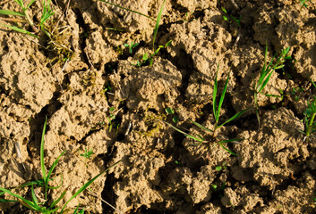 Yellow dry cracked earth background.Global warming concept.