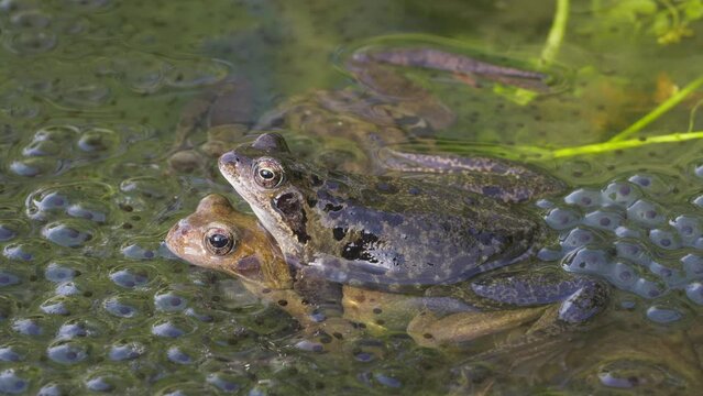 Two common frogs, the grayish male sits on a brownish female in the pond, they are also known as the European common frog, Rana temporaria,. Steady shot Close-up.