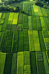 Aerial view of a green agricultural field with rows of trees.