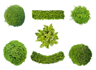set of plants in top view isolated png on transparent  background for garden and landscape architecture