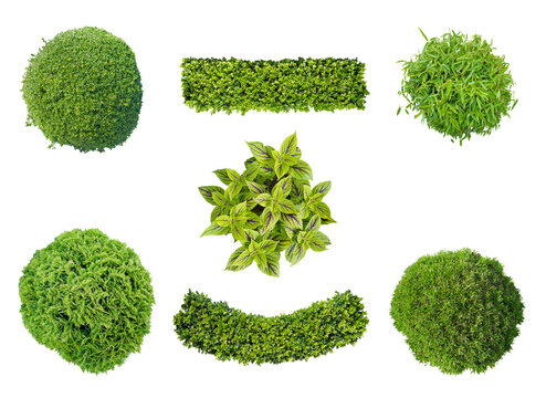 set of plants in top view isolated png on transparent  background for garden and landscape architecture