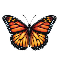 Monarch Butterfly Clipart clipart isolated on white background