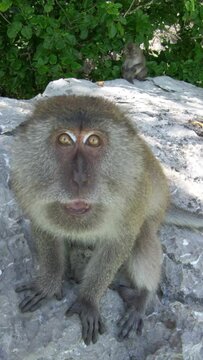 wild crab eating macaque on Monkey Island near Phi Phi Thailand. A vertical video.