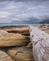 Fallen trees, bleached by the sun on a beach in Mallorca with sea and mountains in the distance