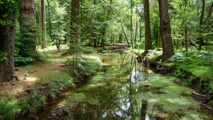 A stream in The New Forest witth reflected trees