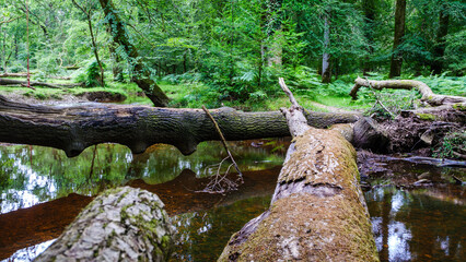 Fallen trees across a still stream in New Forest, England