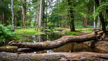 A fallen tree across a shallow river in The New Forest, England