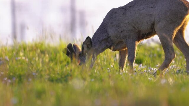 Roe deer, capreolus capreolus, forages and looks around the misty meadow in the early morning. Unconscious female wild animals with orange fur grazing on the hay field in summer.