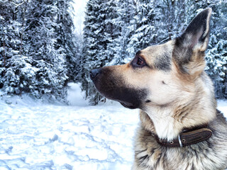 Dog German Shepherd in a forest or in a park in a winter day and white snow arround. Waiting eastern European dog veo and white snow
