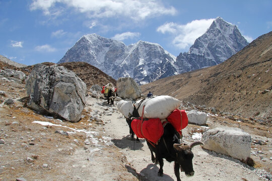 Group of Yaks carrying goods along the route to Everest Base Camp in the Himalayan Mountains of Nepal, beautiful high altitude landscape, Himalayan peaks in the background